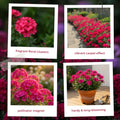 Hot Pink Phlox Plant 3-5 Inches Tall, Phlox Live Plant, Hardy Perennial with Colorful Blooms for Garden and Patio