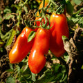 Tomato Plant Live 4 Inch Pot, Small Fruit Tomato Plant for Raised Beds, Patio Containers or Outdoor Growing, 4-6 Inches (San Marzano Tomato)