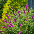 Violet Purple Butterfly Bush Live Plant Shrub, Buddleia Bush Well Rooted, 5 to 10 Inc Tall
