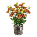 Lisianthus Live Plant, 3-5 Inches Tall, Eustoma Lisianthus Flowers Plant, Flowering Seedlings for Garden and Patio, No Pot
