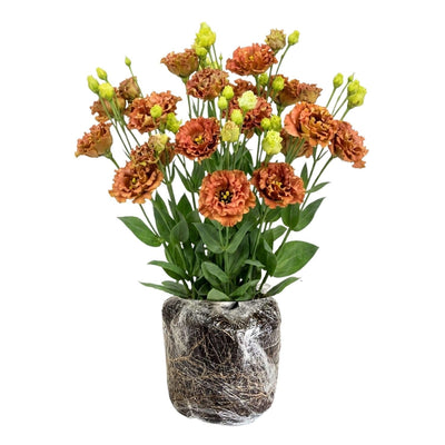 Lisianthus Live Plant, 3-5 Inches Tall, Eustoma Lisianthus Flowers Plant, Flowering Seedlings for Garden and Patio, No Pot