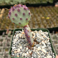 Purple Prickly Pear Cactus Plant Live, 3 Inc Pot, Prickly Pear Cactus Live Plant, 3 to 5 Inc Tall, Hardy Succulent Plants Garden