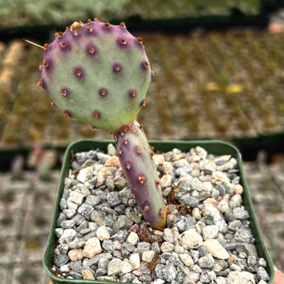 Purple Prickly Pear Cactus Plant Live, 3 Inc Pot, Prickly Pear Cactus Live Plant, 3 to 5 Inc Tall, Hardy Succulent Plants Garden