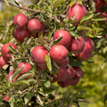 Pink Apple Tree Live Plant, 24 to 30 Inches Tall, Pink Apple Plant Live, Apple Trees Fruit Trees for Planting Indoors Outdoors Garden