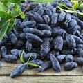 Live Honeyberry Haskap Plant, 8–15 Inch Tall, Cold Hardy Honeysuckle Berry Shrub for Outdoor Garden and Yard Growing