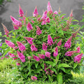 Pink Butterfly Bush Live Plant Shrub, Buddleia Bush Well Rooted, 5 to 10 Inc Tall