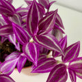 Pink Wandering Jew Plant Live, Variegated Wandering Live in 3.2 Inches Pot, Vibrant Foliage Indoor Houseplant