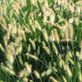 Miscanthus Grass, Hameln Dwarf Fountain Grass Hameln Live Grass Plants in 4 Inches Pot