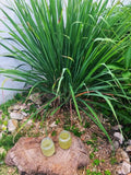 4 Large Lemongrass Plants Stalks Well-Rooted, Lemon Grass Stalks Trim Back, Herb Perennial Plants Well Rooted for Planting Indoor Outdoor, No Pot