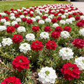 2 Mix Verbena Plants Live, Verbena Flower Plants, Mixed Color Perennial Ground Cover, Vibrant Blooms for Garden Beds, Outdoor Planting, 4-8 Inches Tall