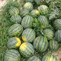 Red Watermelon Live Plant 3-6 Inch Tall, Watermelon Fruit Plant in Pot for Outdoor Garden