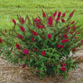 Pink Butterfly Bush Live Shrub Plant in 2.5" Pot, Pink Color