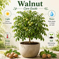 Walnut Tree Live Plant, Walnut Fruit Tree, 1-1.5 Ft Tall
