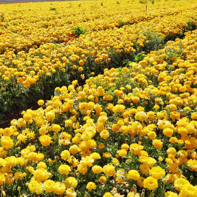 Yellow Ranunculus Flowers Bulbs for Spring Planting, Perennial Flower Bulbs, Early Spring Flower to Plant Outside, Colorful Blooms Groundcover Bulbs, Top Size