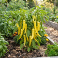 Yellow Banana Pepper Live Plants, Yellow Fruit, 4-7 Inch Tall in 4 Inch Pot
