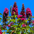 Pink Butterfly Bush Live Shrub Plant in 2.5" Pot, Pink Color
