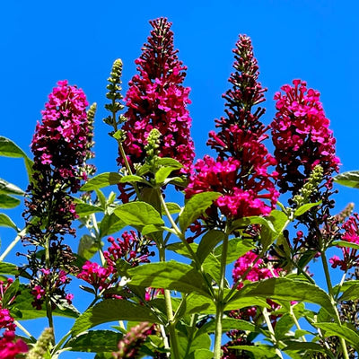 Pink Butterfly Bush Live Shrub Plant in 2.5" Pot, Pink Color