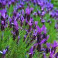 2 French Lavender Plants Live Lavender Plants for Outside Inside, 4 to 6 Inches Long, Perennial Flower Plant Gardening