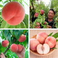 Grafted Peach Tree Live Plant, Well Rooted Peach Plant 1 Feet Tall for Planting Outdoor, Dormant, Ready to Bear Fruit Within 1-2 Years
