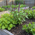 3 Assorted Herbs Plants, Cuban Oregano, Holy Basil, Rosemary, Mint Plant, Other Herbs Live Plant for Gardening, 3 to 5 Inc Tall, No Pot