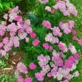 Yarrow Plant, Deep Rose Yarrow Plants Live, 5 to 7 Inc Tall Garden Indoor Outdoor