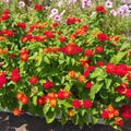 Mixed 4 Lantana Plants Live for Planting Outdoor, Lantana Trees or Trailing, Ready to Bloom, Hardy, Long Blooming Vibrant Perennial, 4-6" in Tall Spring Growing