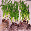 3 Walking Onion Plants Live for Planting Outdoors, 5 to 10 Inch Tall, 1 Year Old, Well Rooted for Planting, Not Walking Onion Seeds Bulbs