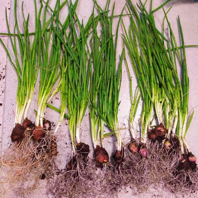 3 Walking Onion Plants Live for Planting Outdoors, 5 to 10 Inch Tall, 1 Year Old, Well Rooted for Planting, Not Walking Onion Seeds Bulbs