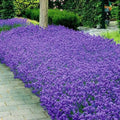 4 Lavender Plants Live Starter Plants Plugs 1-3" in Tall, Hardy Perennial Lavender for Garden and Landscape with Fragrant Purple Blooms, No Pot (Provence)
