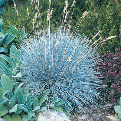 2 Blue Fescue Grass Plants in 1 Pot, Ornamental Grasses for Planting