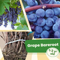 1 Blue Grape Vine Plants, 1-2 Year Old Bareroot, Purple Blue Grape Plants Live for Planting, Grape Fruits Trees Live Plants