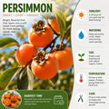 Japanese Persimmon Tree Live Plant, Edible Fruit Tree, 2 Ft Tall