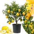 Quince Tree Plant Live, Well-Rooted Fruit Tree, 2-3 Ft Tall