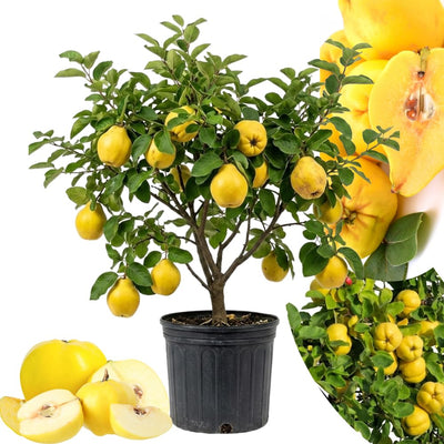 Quince Tree Plant Live, Well-Rooted Fruit Tree, 2-3 Ft Tall