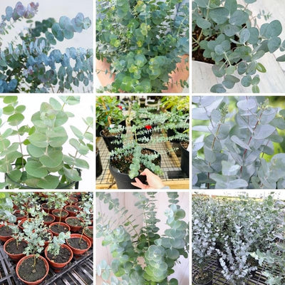Eucalyptus Plant Live, Blue Eucalyptus Tree Live Plant, 4 to 6 Inches Tall Starter Plant
