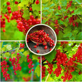 Live Currant Bush Plant Fast Growing, Ready Bear Fruit Within 1 Year - No NC, WV, NH, 6-14" Tall, Great for Backyard or Orchard Growing, Currant Plant (High-yielding)