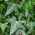 Green English Ivy Live Plant, Ivy Plant Live, 4 Inc Pot, 4-7 Inc Tall, Easy Care Trailing Indoor Houseplant for Hanging Baskets, Container Gardens