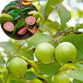 Guava Tree Live, Guava Fruit Plant in 4-Inch Pot, Sweet Tropical Guava Tree for Outdoor Garden and Container Growing (Pink Guava)