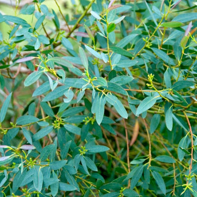 Eucalyptus Plant Live in 2.5" Pot, Parvifolia Eucalyptus Tree Live, Vibrant Blue-Green Small Leaf, Fragrant, Starter Plants, Cold Hardy, Dormant in Winter