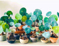 6-7 Cm Stephania Cephalantha Plant Caudex, Already Sprouts, Rare Succulent with No Hair Roots from 2.5 to 3" Wide Caudex for Planting, Home Decor, Houseplant, Cold Hardy