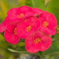 Crown of Thorns Plant Live, Red Euphorbia Milii Plant in 4 Inch Pot, Cactus Plant, Live Cactus Plant Indoor, Succulents Plant Live