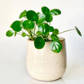 2 Pilea Peperomioides Plants, Money Live Plants, 3 to 6 Inch Tall Live Pilea Peperomioides Starter Plants, Bareroot Houseplants, No Pot