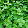 3 Spearmint Plants Live, Mint Herb Plants, 4 to 6 Inc Tall, Fragrant Perennial Plants for Gardening Outdoor, No Pot