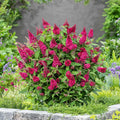 Raspberry Butterfly Bush Live Shrub Plant Shrub, Buddleia Bush Well Rooted, 5 to 10 Inc Tall