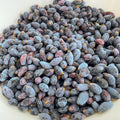 2 Live Haskap Honeyberry Plant 4–8" Tall, Hardy Blue Honeyberry Plant, Edible Berry Shrub for Garden and Landscape, No Pot