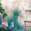 2 Blue Fescue Grass Plants in 1 Pot, Ornamental Grasses for Planting