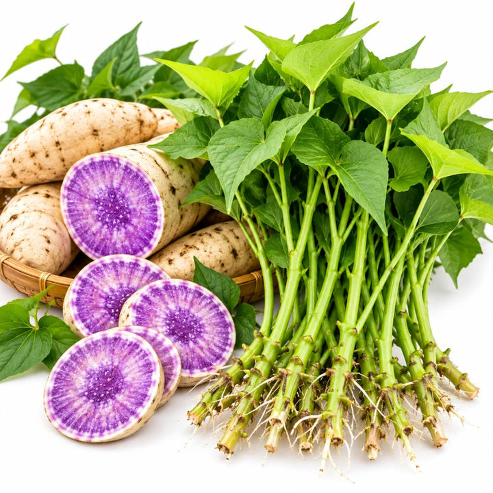 10 Purple White Sweet Potato Vine Live Slips