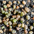Lithops Live Plants Mix Lithop Succulents Plants Live, 30 Rock Living Stone Succulent Live Plants Large Size Full Bloom Garden