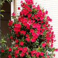 2 Red Mandevilla Plants Live for Garden, 4 Inc to 6 Inc Tall, Mandevilla Plants Live, Mandevilla Vine Plant, Mandevilla Plant