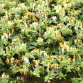 Honeysuckle Live Plant, Fragrant Honeysuckle Vines, Perennial Lonicera Bush for Outdoor Garden 3-6 Inches (Yellow)